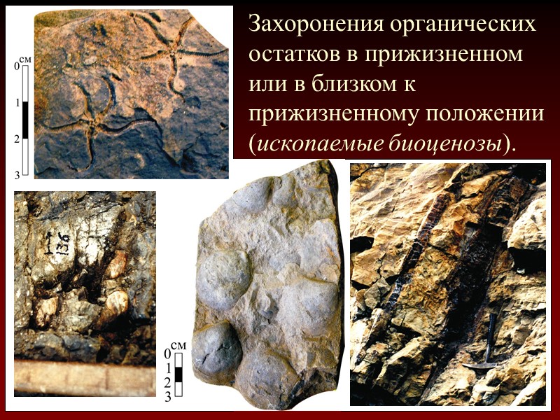 Захоронения органических остатков в прижизненном или в близком к прижизненному положении (ископаемые биоценозы).